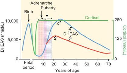 Mechanism of action of cortisol Average plasma concentrations of cortisol and dehydroepiandrosterone sulfate (DHA) throughout life.