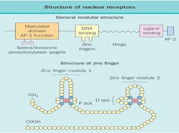 Mechanism of steroid action NH 2 1 DNA binding region Hormone binding region COOH 563 estrogen 1 946 progesterone 1 1 777 408 glucocorticoid thyroid hormone 1 917 androgen 1 teroid action is