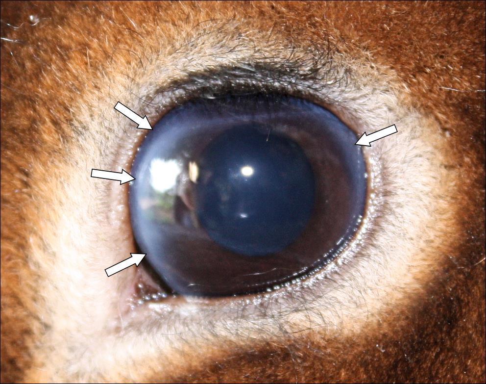 Figure 2: Detail of the eye of a rabbit with lipid keratopathy of the cornea central regions of the eye (Figure 1, 2).