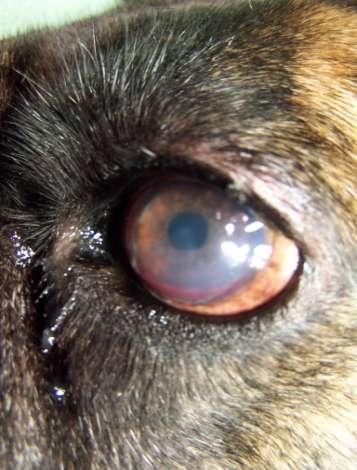Dogs with indolent ulcers often manifest photophobia, blepharospasm and epifora (1). Sign of eye discomfort include weeping, blinking, squinting, pawing at the eye and general depression. (7).