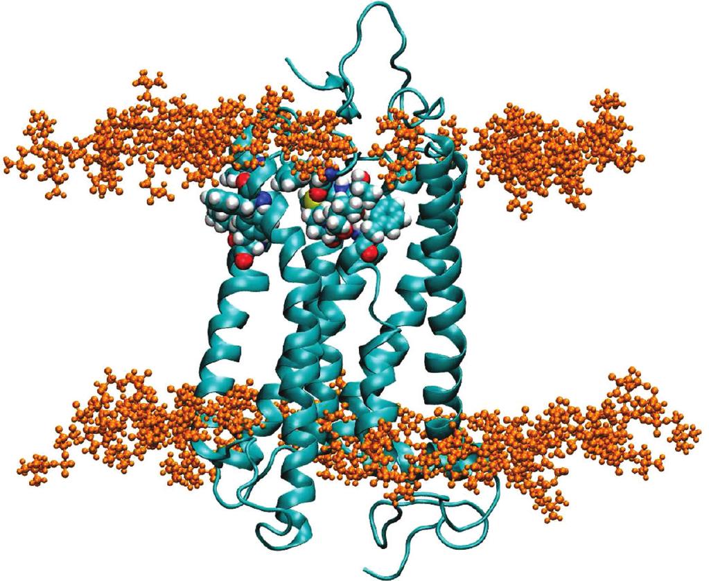 Membrane-Penetrating Ligands for GPCRs J. Phys. Chem. B, Vol. 114, No. 37, 2010 12055 Figure 11.