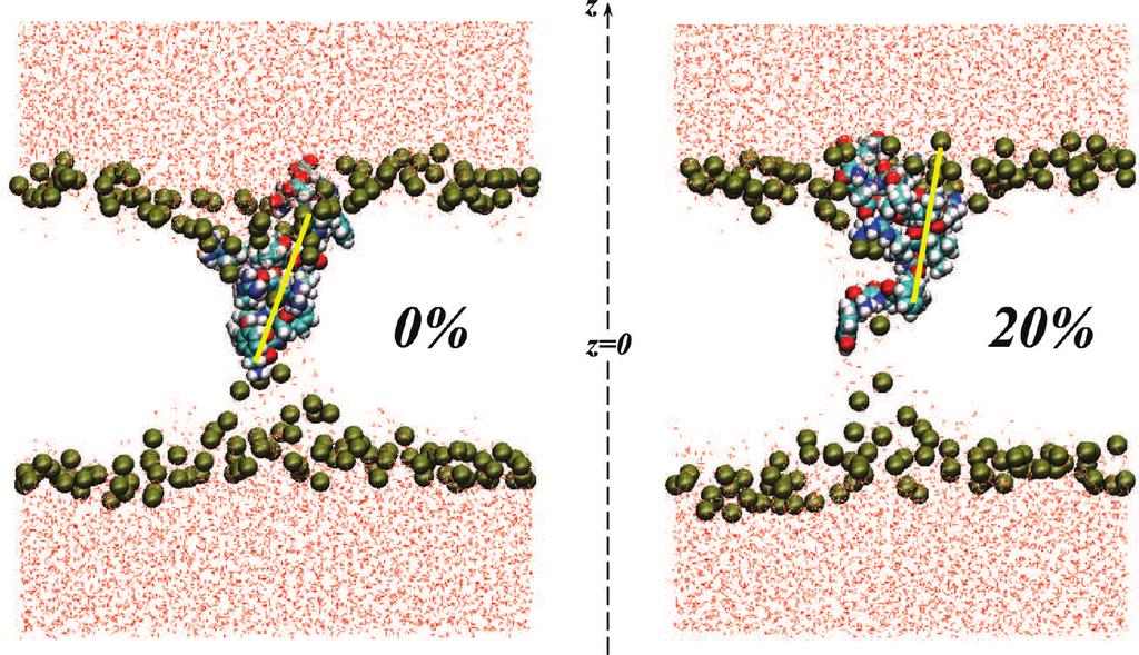 Membrane-Penetrating Ligands for GPCRs J. Phys. Chem. B, Vol. 114, No. 37, 2010 12051 Figure 5.