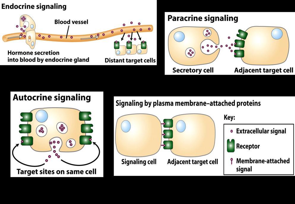 Cell Biology Lecture 9 Notes Basic Principles of cell signaling and GPCR system Basic Elements of cell signaling: Signal or signaling molecule (ligand, first messenger) o Small molecules