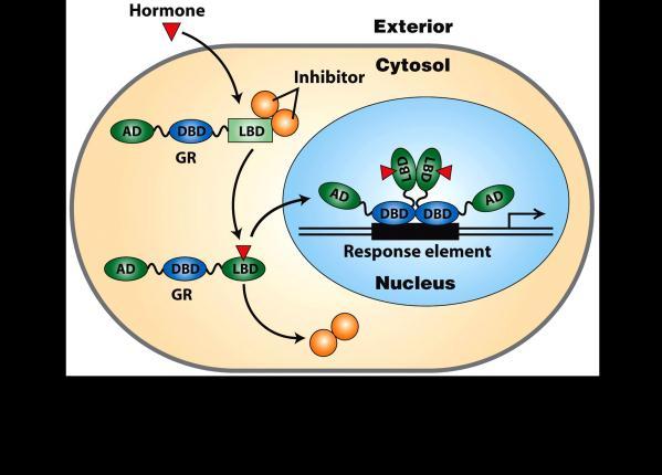 called response elements o The receptor binds to a response element of the target gene and stimulate pre-initiation complex assembly required