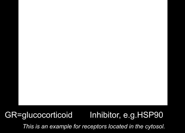 HSP90) o Hormone binding to a nuclear receptor releases the inhibitor protein, allowing the receptor to enter the nucleus Binding to ligand