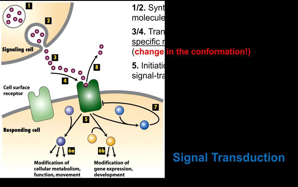 Signaling by cell-surface receptors: Converting extracellular signals to intracellular responses = signal transduction Termination of the cellular response is caused by intracellular signaling