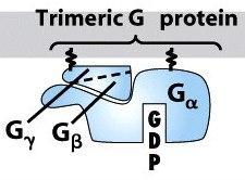 proteins: 1) G-alpha fused to cyan fluorescent protein (CFP) 2) G-beta fused with yellow fluorescent protein (YFP) CFP