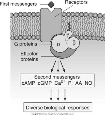 Second Messengers G-protein Coupled Receptor (GPCR) Signaling Neurotransmitter