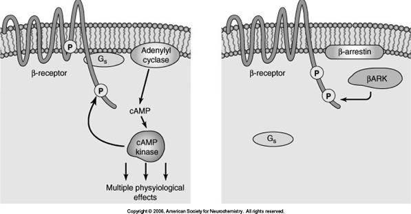 G-protein Coupled Receptor (GPCR) Sign