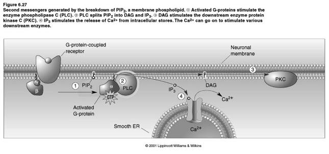 G-protein Coupled Receptor (GPCR) Sign