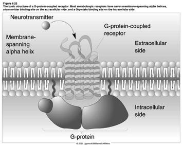 Types of GTP-Binding Protein I.