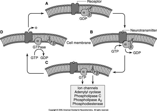 RECEPTOR CATALYZED NUCLEOTIDE EXCHANGE G-protein Cycle