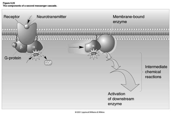 Example Of G-Protein Activation Of An Enzyme G-protein Coupled Receptor (GPCR) Signaling Neurotransmitter GPCR (GTP binding - two major types) Effector Protein adenylyl cylcase, PLC Second Messengers