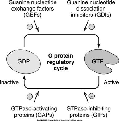 G-protein Coupled Receptor (GPCR) Signaling Neurotransmitter GPCR (GTP binding - two