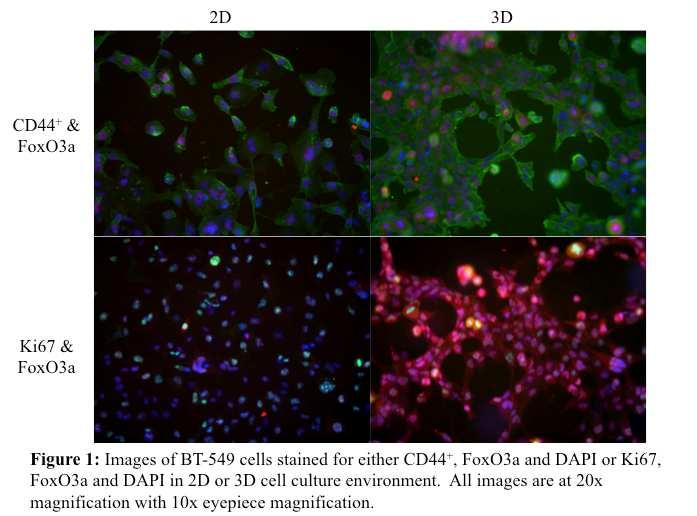 The effect of cell culture environment on the expression of CD44 +, Ki67, and FoxO3a was investigated in the triple negative breast cancer cell line BT-549.
