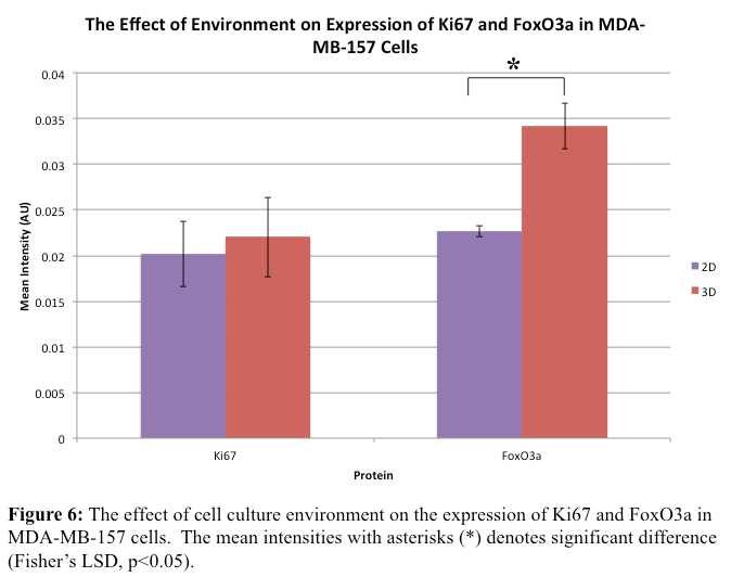 MDA-MB-231 Cell Line Figure 7 is a representation of the images that were used for analysis of the MDA- MB-231 cells stained for either CD44 + and FoxO3a or Ki67 and FoxO3a.