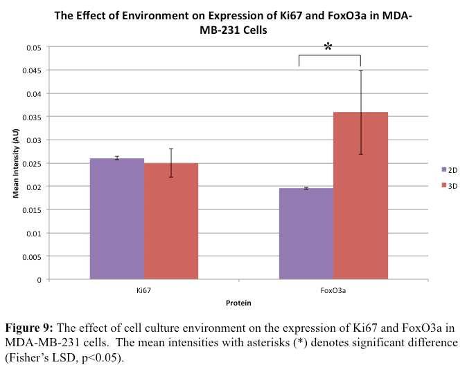 sirna Western Blot A western blot was performed to determine if the pre-designed FoxO3a sirna could knockdown expression of FoxO3a in MDA-MB-231 cells with β-actin as a control to demonstrate there