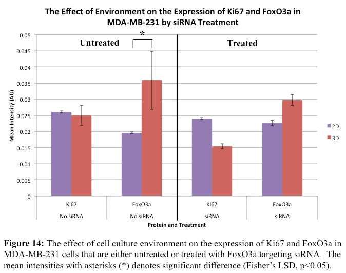 Treatment The effects of sirna treatment on the expression of CD44 +, Ki67, and FoxO3a in MDA-MB-231 cells grown in either 2D or 3D cell culture were investigated.