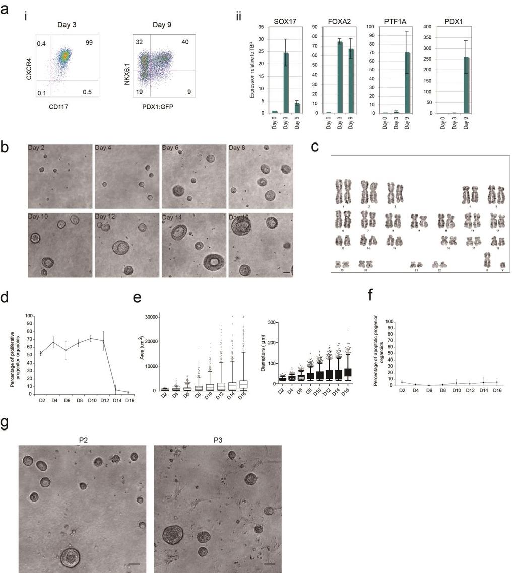 Supplemental Figures Supplemental Figure 1 Differentiation and morphogenesis of polarized organoids from induced progenitors. (a) Induction of pancreatic lineage cells.
