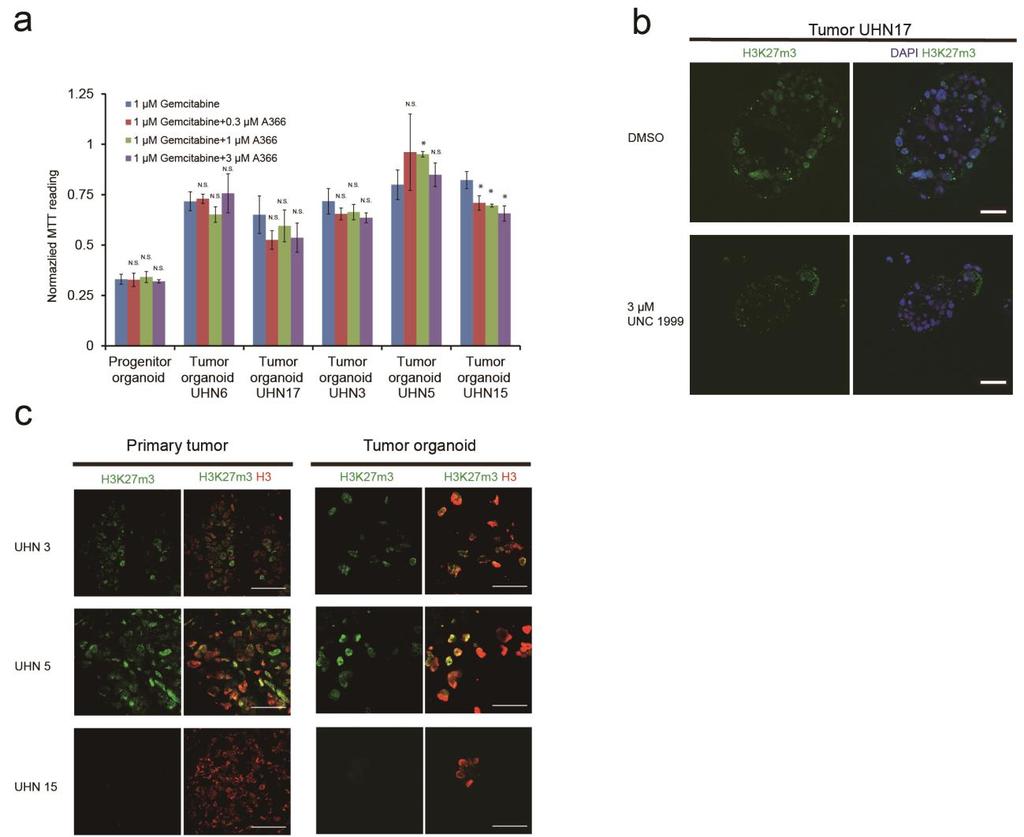 Supplemental Figure 5 Tumor organoids responses to therapeutic treatments (a) Normalized MTT assay readings of organoid cultures with gemcitabine and epigenetic inhibitors of the H3K9me2 writer G9a