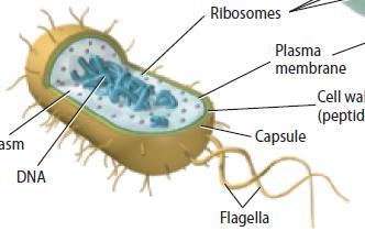 Cilia and flagella Cilia are short, numerous projections that look like hair.