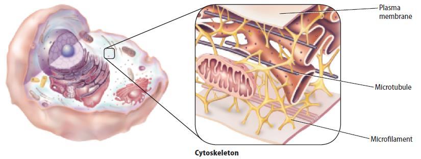 Cytoplasm and Cytoskeleton The cytoskeleton is a supporting network of long, thin protein fibers that form a framework for the cell and proved an anchor for the organelles.
