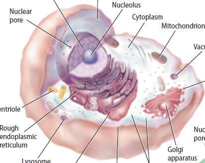 The nucleus Contains most of the cell s DNA, which stores information used to make proteins that