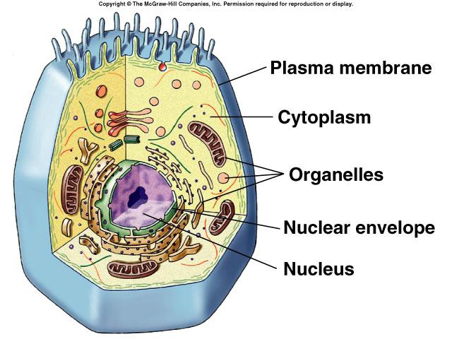 membrane encloses the cell phospholipid bilayer Phospholipid Membrane proteins 3 Generalized Eukaryotic Cell 4 Cell Size
