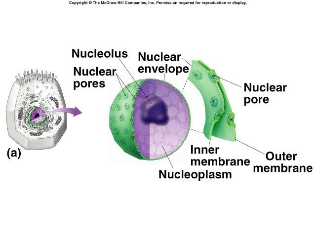 Nucleus Repository for genetic material Directs activities of the cell Usually single, some cells several, RBC