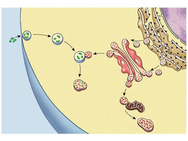 reticulum Fusion of vesicle with Golgi apparatus trans face Golgi apparatus 19 Endomembrane System Vesicles Lysosomes -