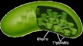 Chloroplasts Chloroplasts are larger and more complex than mitochondria Grana closed