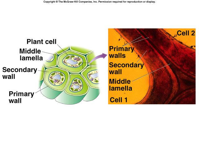 Plant Cells Plant Cell Central vacuole often found