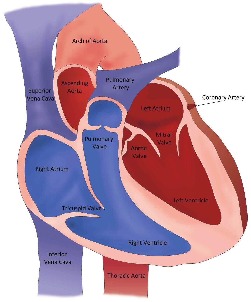 The heart also has four valves: tricuspid, mitral, pulmonary, and aortic.