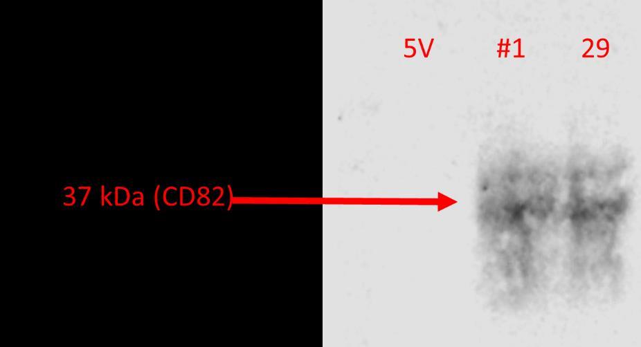 The 5V cell line carries only an empty vector, and does not express CD82. Both PC3-#1 and PC3-29 cells have vectors that contain functional CD82.
