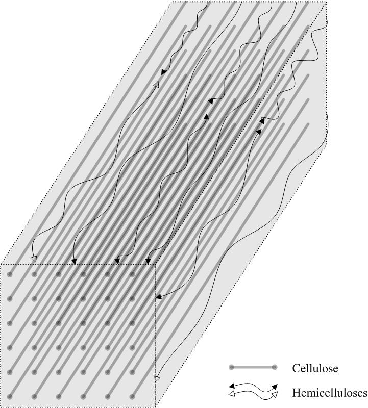 Figures Figure 3.1 Structural illustration of cellulose and hemicelluloses in substrates. The core is crystalline cellulose elementary fibril (CEF). The size (i.e. the number of cellulose chains contained) and shape of the CEF are still in debate.