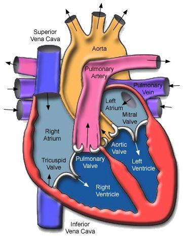 Electrocardiogram (ECG) Blood (poor with oxygen) flows from the body to the right atrium and then to the right ventricle. The right ventricle pump the blood to the lung.