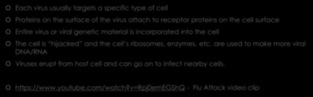 Viral Reproduction Each virus usually targets a specific type of cell Proteins on the surface of the virus attach to receptor proteins on the cell surface Entire virus or viral genetic material is