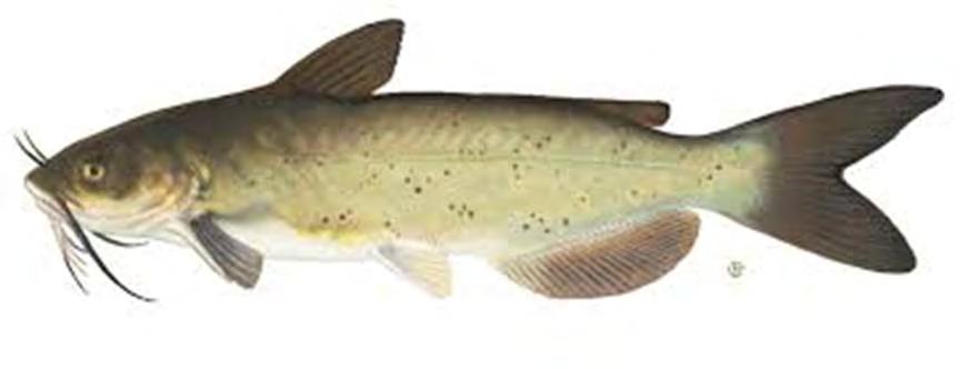 PFC Bioaccumulation in Fish Bioaccumulative potential of PFCs in fish