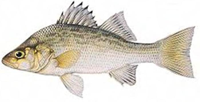 PFOA (C8) is not bioaccumulative in fish.