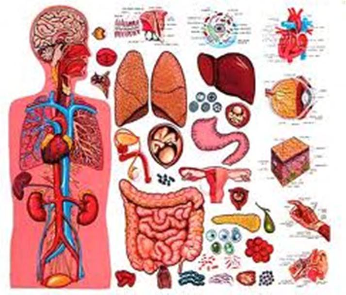 Health Effects Associated with PFOA in General Population Studies Heart disease Thyroid disease cholesterol uric acid (children & adults) serum liver enzymes kidney function fetal growth (birth