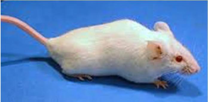 PFOA Developmental Effects in Mice Full litter resorptions.