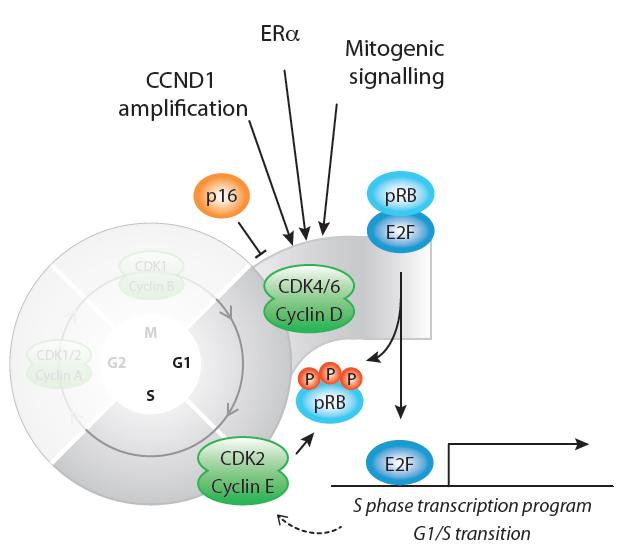 Cell cycle regulation by Cyclin CDK INK4 family Negative regulators of CDK4/6 signalling INK 4 family:
