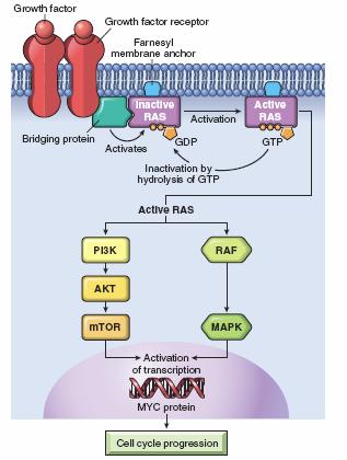 GTPase-activating proteins (molecular brakes)