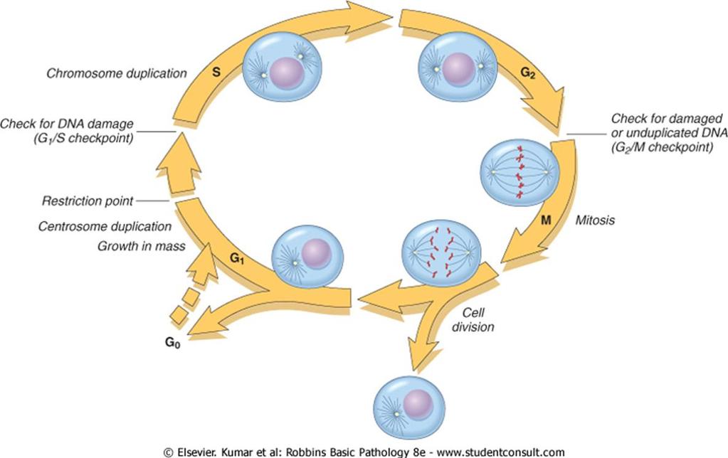 Self-Sufficiency in Growth Signals Cyclins & Cyclin- Dependent Kinases (S) DNA synthesis phase (G 2 ) Premitotic growth phase (M) Mitotic phase (G 1 )