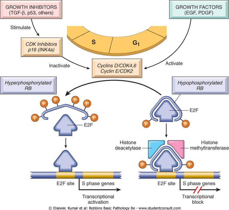 Insensitivity to Growth-Inhibitory Signals In G 1, diverse signals are integrated to determine whether the cell should enter the cell cycle, exit the cell cycle and