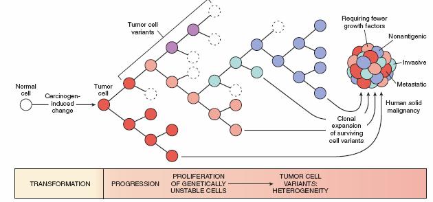 Overview More aggressive Less responsive to treatment Tumor progression and generation of heterogeneity New subclones arise from the descendants of the original transformed