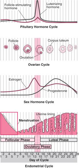 44 Figure 1 Changes During the Menstrual Cycle From The Merck Manual of Medical Information Second Home Edition, edited by Robert S. Porter.