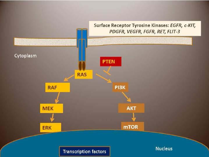 New Targets----mTOR pathways MAPK pathway PI3K-AKT-mTOR