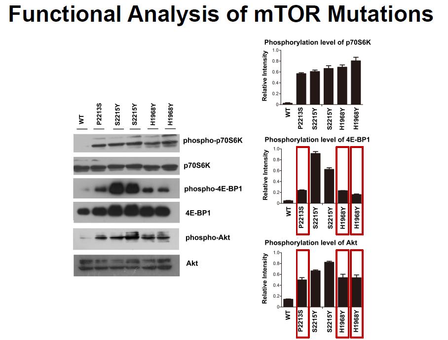 Functional Analysis of mtor Mutations Cell proliferation assays were performed in selected mtor mutants.