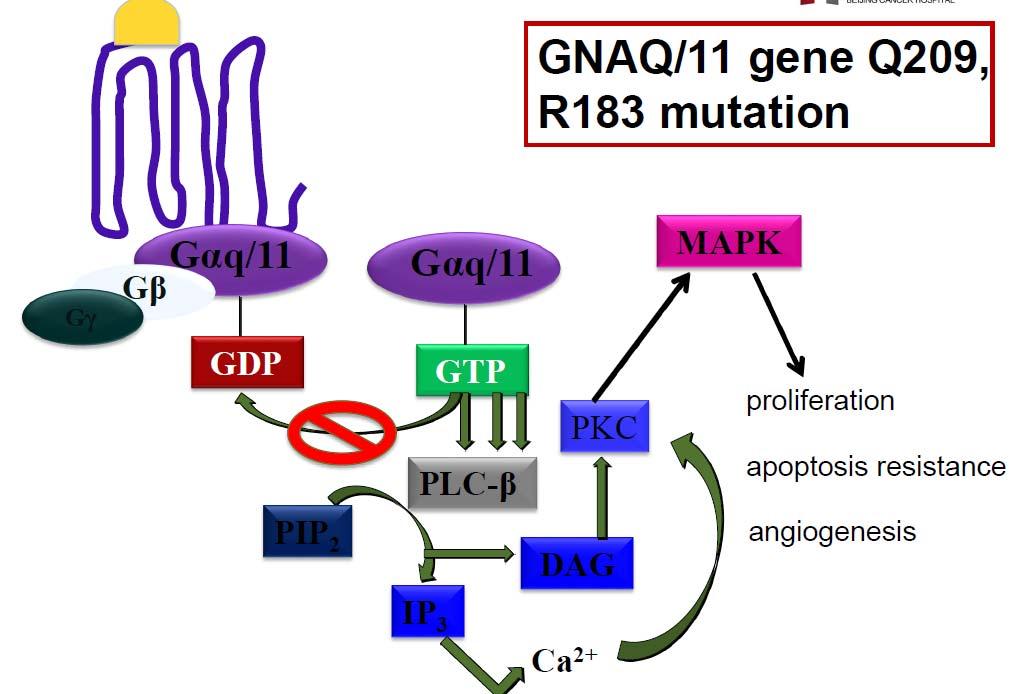 GNAQ/11 Pathway GNAQ/11 mut will activate MAPK pathway GNAQ/11 mut is